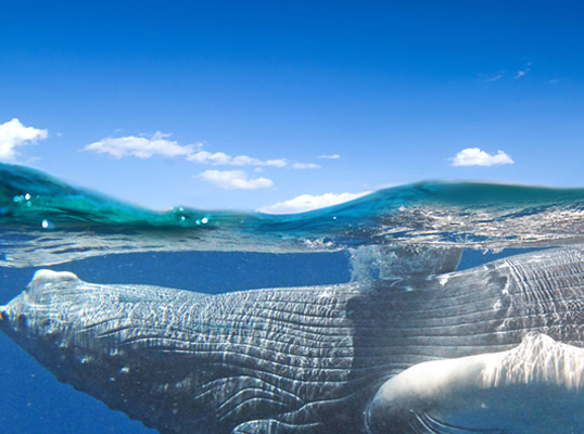 Projeto Baleia Jubarte