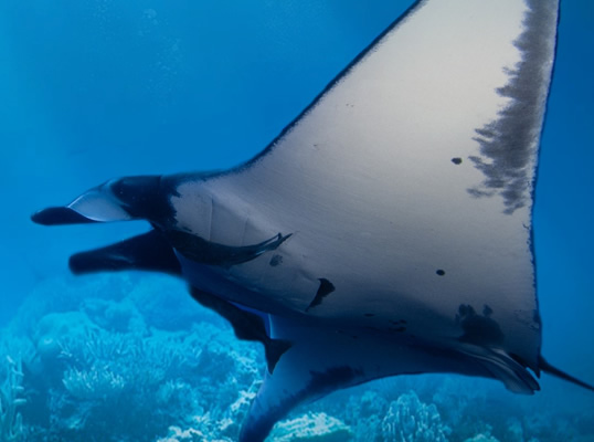 Oceano Sem Fronteiras