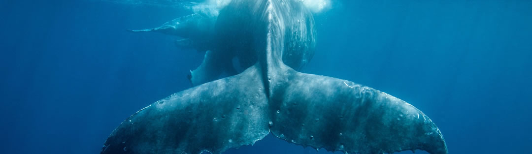 Projeto Baleia Jubarte
