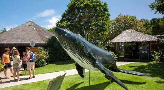 Projeto Baleia Jubarte